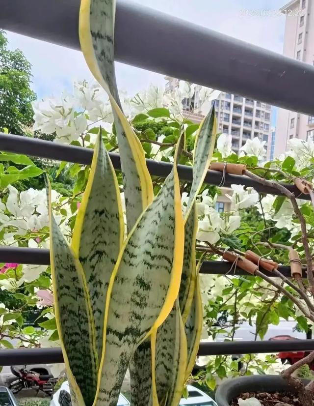 吸甲醛最厉害的10种花，养一盆空气越来越干净