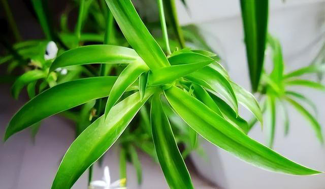 7种“吸油烟”的植物，放在厨房里，吸油烟除异味