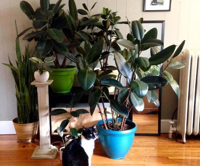 7种“吸油烟”的植物，放在厨房里，吸油烟除异味