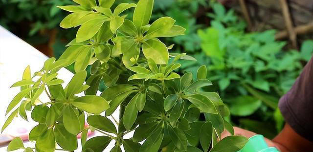 7种“吸油烟”的植物，放在厨房里，吸油烟除异味