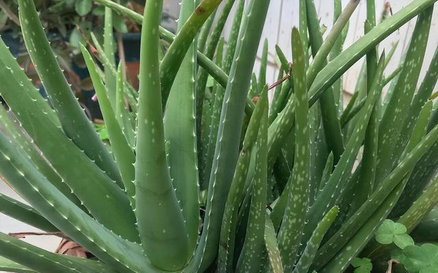 7种“吸油烟”的植物，放在厨房里，吸油烟除异味