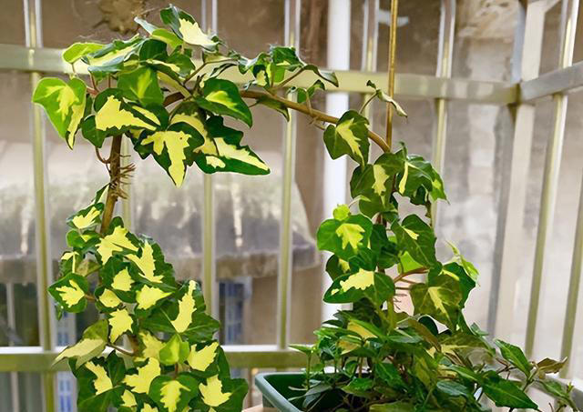 7种“吸油烟”的植物，放在厨房里，吸油烟除异味