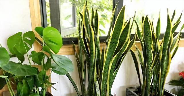 7种“吸油烟”的植物，放在厨房里，吸油烟除异味