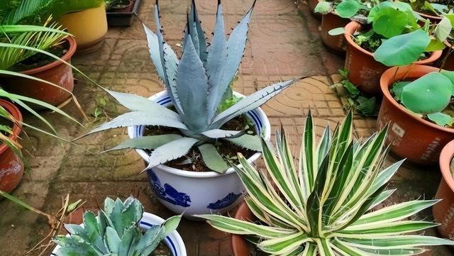 7种“吸油烟”的植物，放在厨房里，吸油烟除异味