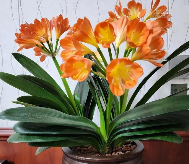 7种“吸油烟”的植物，放在厨房里，吸油烟除异味