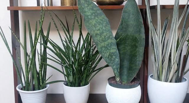 7种“吸油烟”的植物，放在厨房里，吸油烟除异味