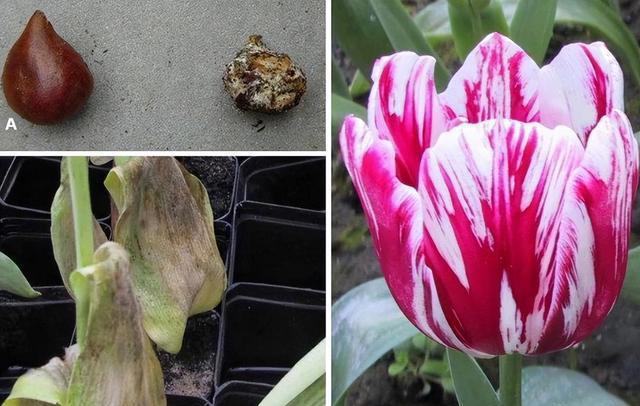 7种“吸油烟”的植物，放在厨房里，吸油烟除异味