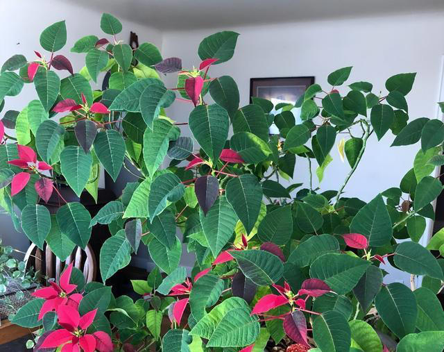 7种“吸油烟”的植物，放在厨房里，吸油烟除异味