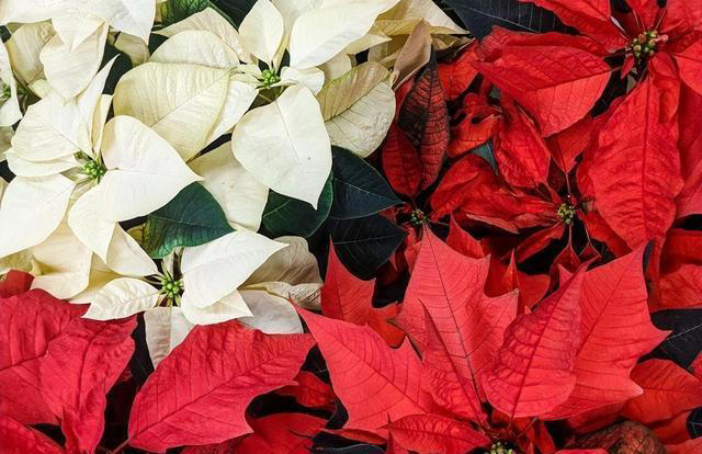 7种“吸油烟”的植物，放在厨房里，吸油烟除异味