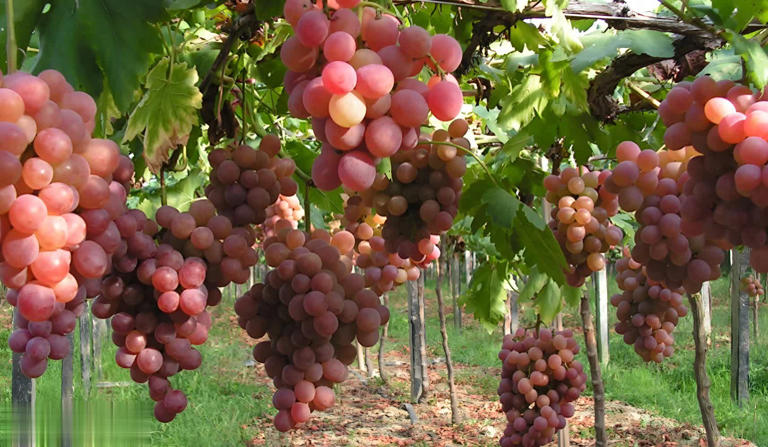 提子葡萄咋选？5个差异讲清，挑水果不再迷茫