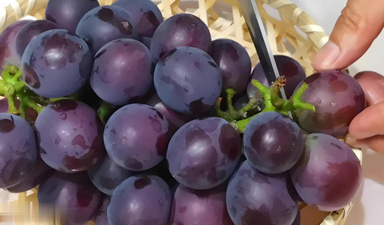提子葡萄咋选？5个差异讲清，挑水果不再迷茫