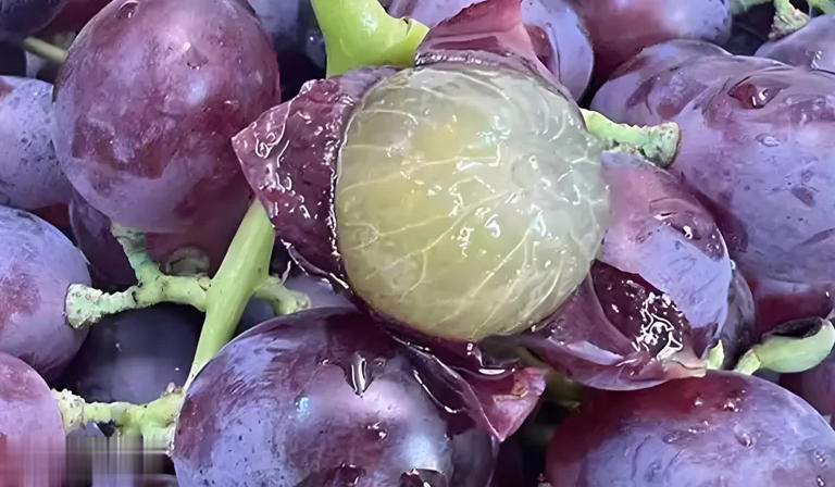 提子葡萄咋选？5个差异讲清，挑水果不再迷茫