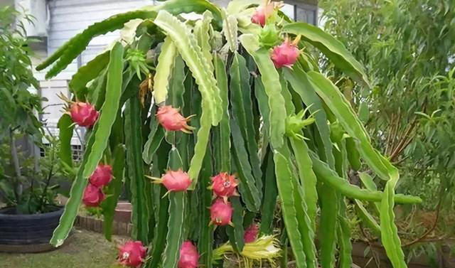 养这3种花的人有福了，花美叶子味美，随手摘一片就调味