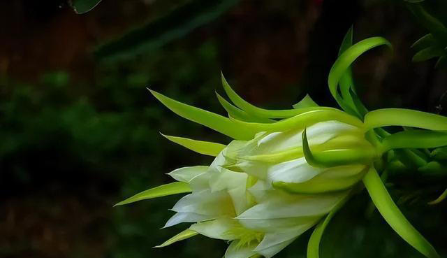 养这3种花的人有福了，花美叶子味美，随手摘一片就调味