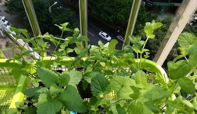 养这3种花的人有福了，花美叶子味美，随手摘一片就调味