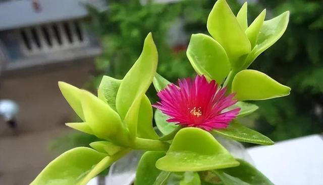 养这3种花的人有福了，花美叶子味美，随手摘一片就调味