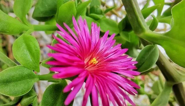 养这3种花的人有福了，花美叶子味美，随手摘一片就调味