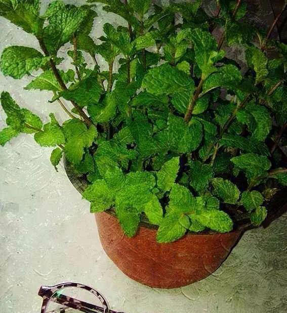 养这3种花的人有福了，花美叶子味美，随手摘一片就调味