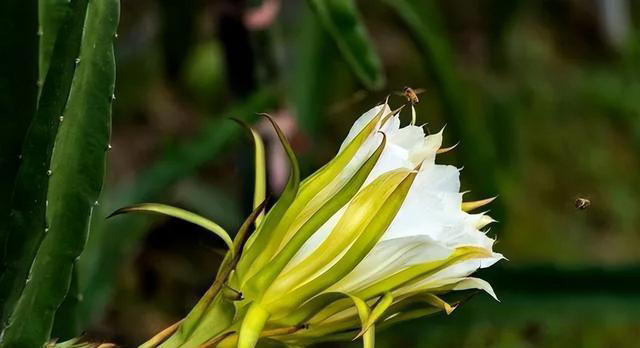 养这3种花的人有福了，花美叶子味美，随手摘一片就调味