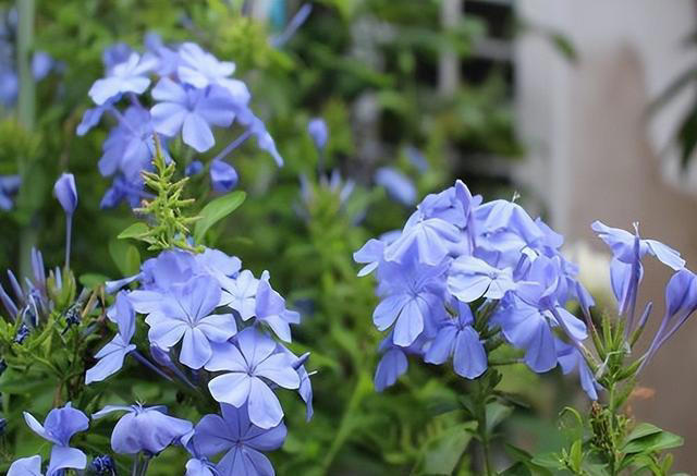 秋天养蓝雪花，教你几个实用小技巧，花色鲜艳开满盆，真壮观