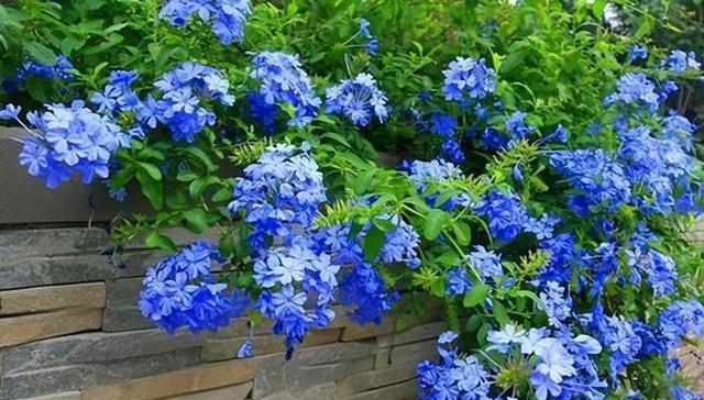 秋天养蓝雪花，教你几个实用小技巧，花色鲜艳开满盆，真壮观