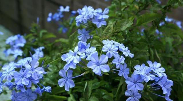 秋天养蓝雪花，教你几个实用小技巧，花色鲜艳开满盆，真壮观