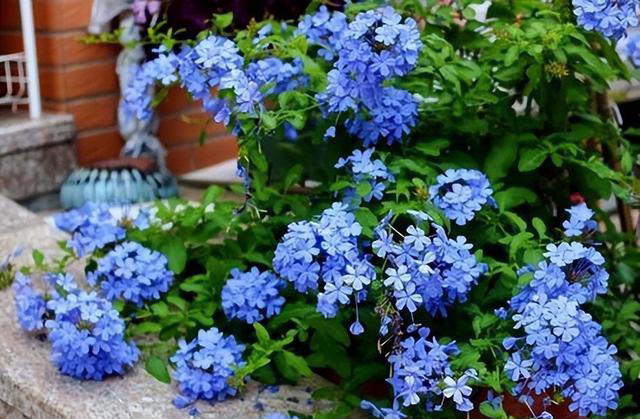 秋天养蓝雪花，教你几个实用小技巧，花色鲜艳开满盆，真壮观