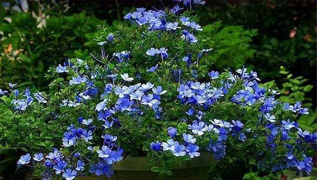 秋天养蓝雪花，教你几个实用小技巧，花色鲜艳开满盆，真壮观