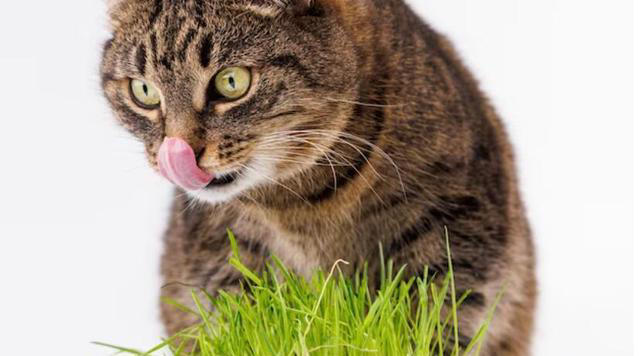 化毛膏和猫草哪个更适合猫