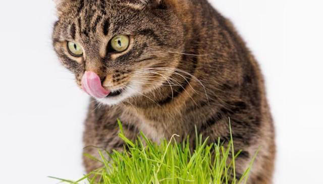 化毛膏和猫草哪个更适合猫