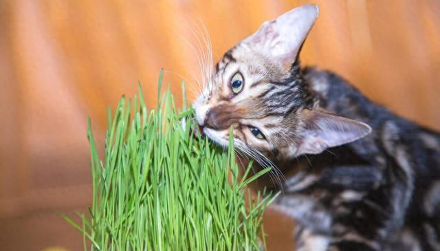 化毛膏和猫草哪个更适合猫