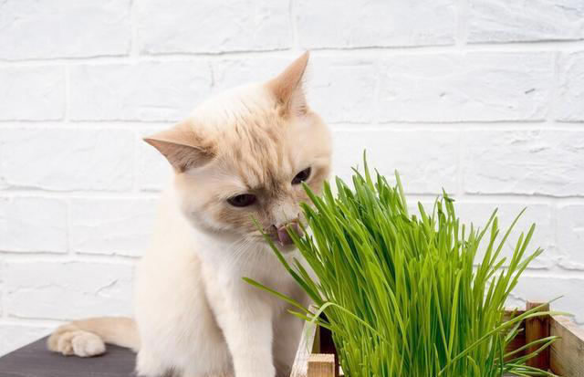 化毛膏和猫草哪个更适合猫