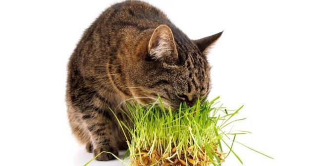 化毛膏和猫草哪个更适合猫