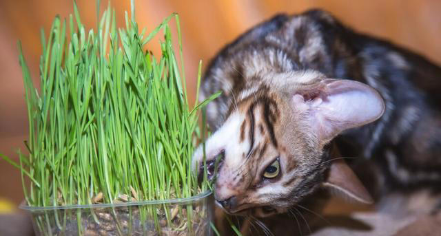 化毛膏和猫草哪个更适合猫