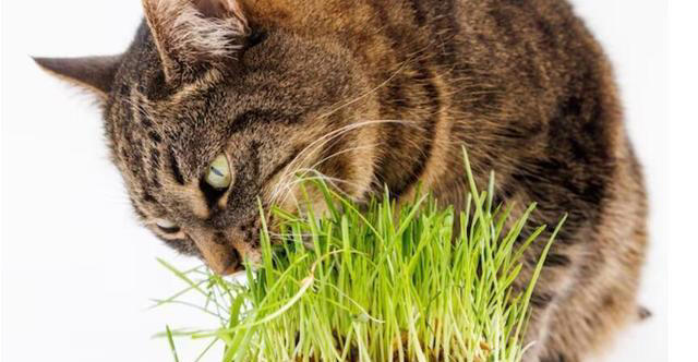 化毛膏和猫草哪个更适合猫