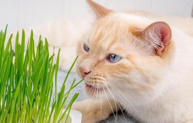 化毛膏和猫草哪个更适合猫