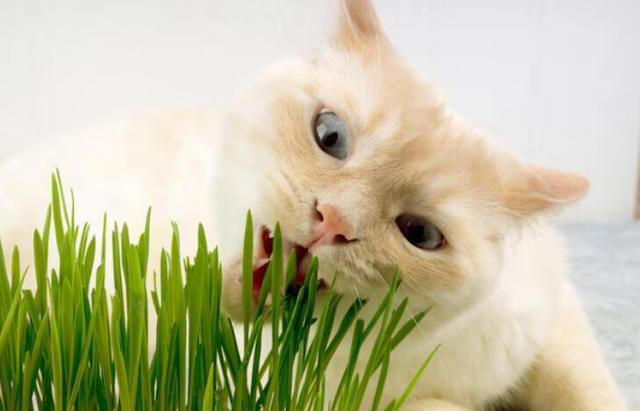 化毛膏和猫草哪个更适合猫