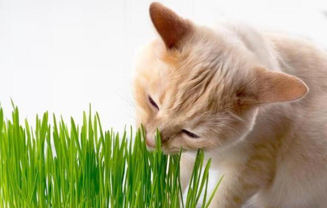 化毛膏和猫草哪个更适合猫