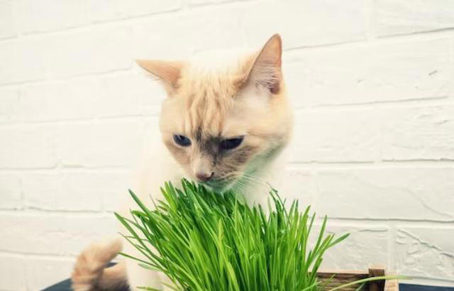 化毛膏和猫草哪个更适合猫