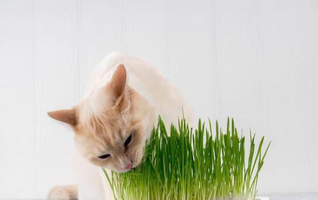 化毛膏和猫草哪个更适合猫