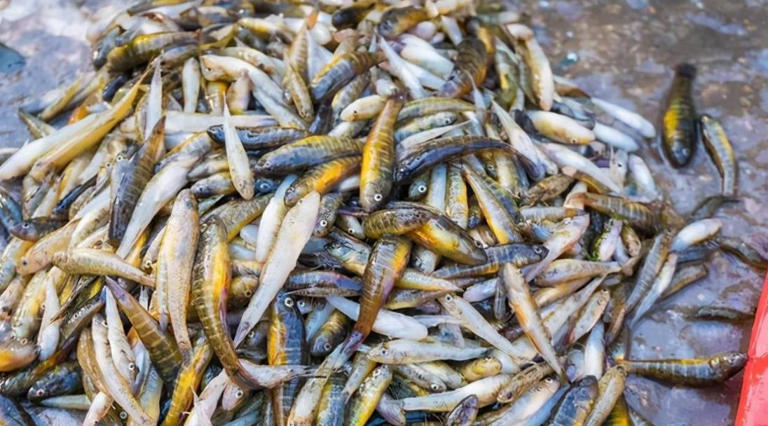 经典家常菜红烧小杂鱼，简单易学又下饭，深受大家喜爱