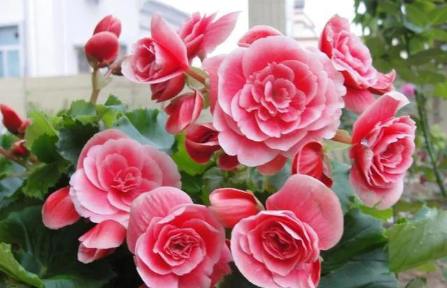 不适合新手种植的5种花，别被外表迷惑了，带回家就枯萎，心累