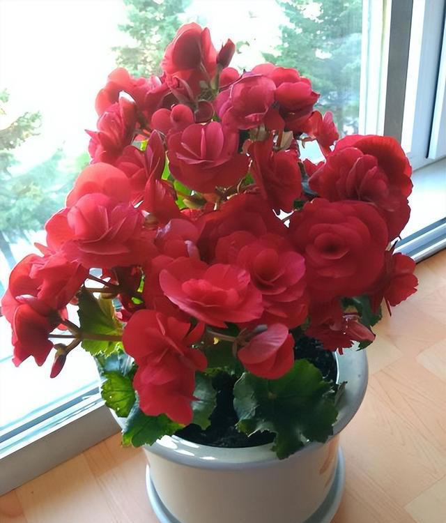 不适合新手种植的5种花，别被外表迷惑了，带回家就枯萎，心累