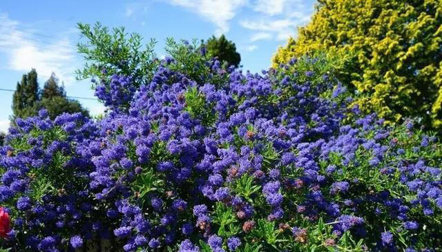 不适合新手种植的5种花，别被外表迷惑了，带回家就枯萎，心累