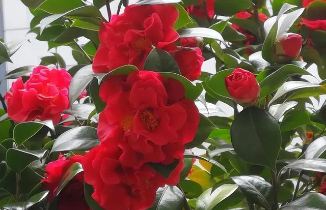 不适合新手种植的5种花，别被外表迷惑了，带回家就枯萎，心累