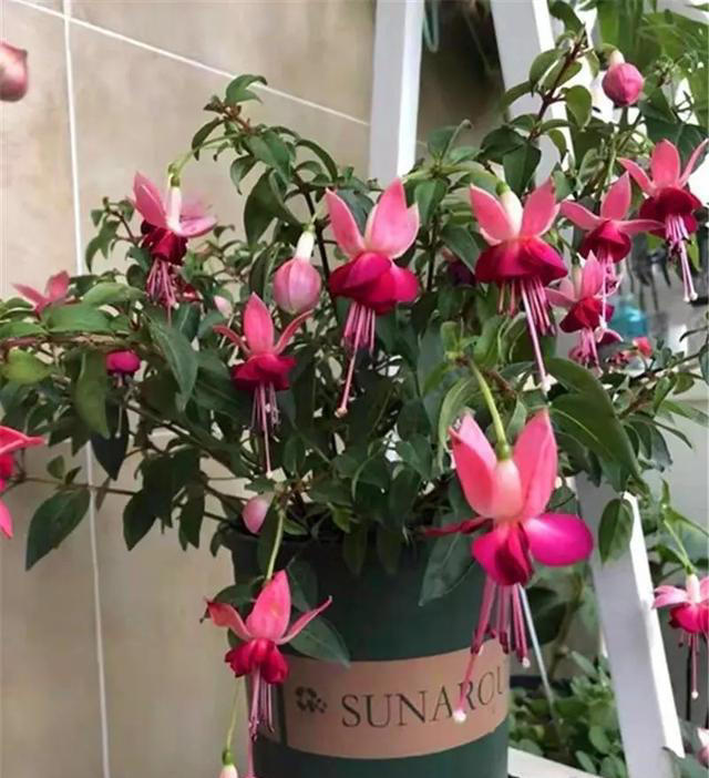 不适合新手种植的5种花，别被外表迷惑了，带回家就枯萎，心累