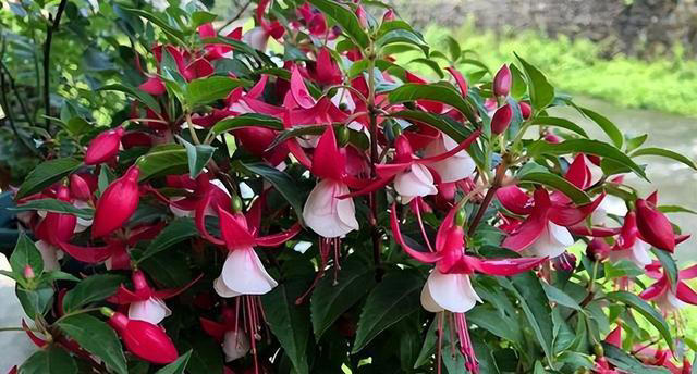 不适合新手种植的5种花，别被外表迷惑了，带回家就枯萎，心累