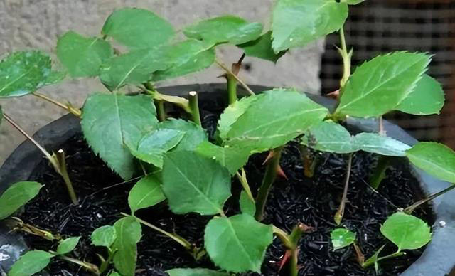 盆栽买回家，先做“1件事”，不然等着变“空盆”，别忽视！