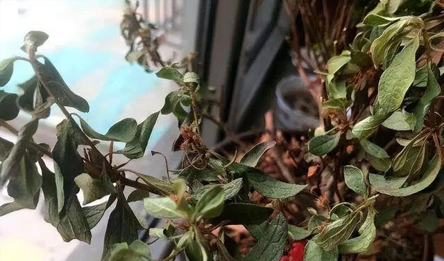 盆栽买回家，先做“1件事”，不然等着变“空盆”，别忽视！