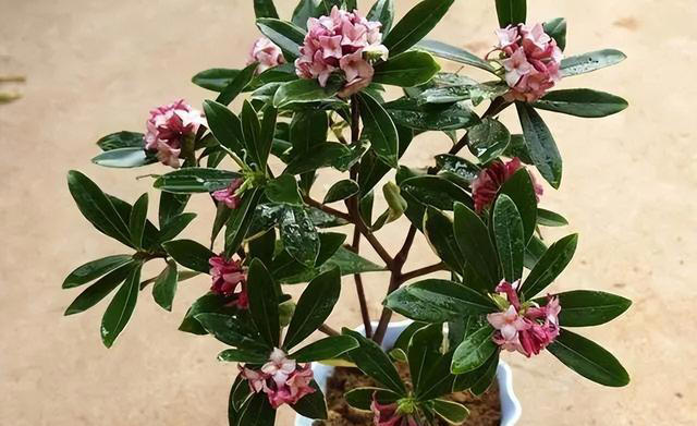 盆栽买回家，先做“1件事”，不然等着变“空盆”，别忽视！